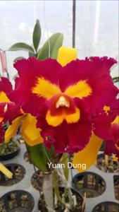 Rhyncholaeliocattleya Chunfong Queen