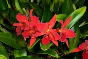 Cattlianthe Jewel Box