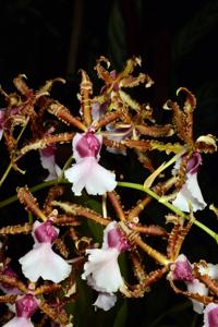 Oncidium Wildwood