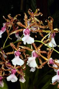 Oncidium Wildwood