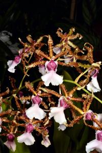 Oncidium Wildwood