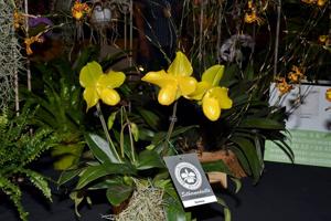 Paphiopedilum Demmel's Gigant