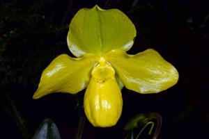 Paphiopedilum Demmel's Gigant