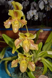 <i>Paphiopedilum</i> glaucophyllum-Lippewunder