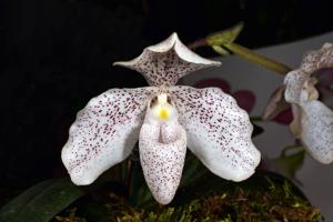 Paphiopedilum Snowflake