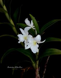 Dendrobium White Dove