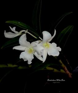 Dendrobium White Dove