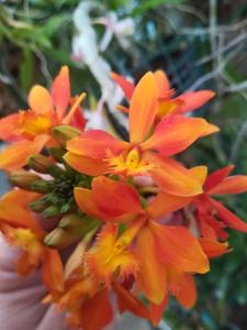 Epidendrum Star Valley