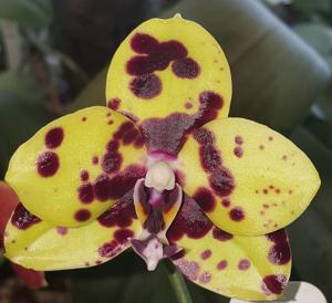 Phalaenopsis Mituo Diamond