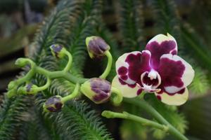 Phalaenopsis Yaphon Nougat