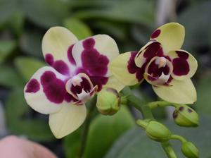 Phalaenopsis Yaphon Nougat