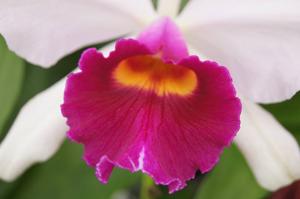 Cattleya Callistoglossa