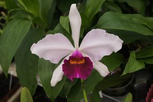 Cattleya Callistoglossa