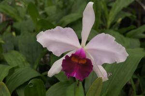 Cattleya Callistoglossa