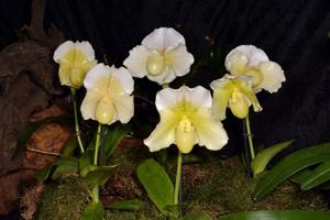Paphiopedilum Krull's Glacier