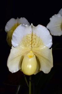 Paphiopedilum Krull's Glacier