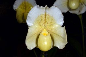Paphiopedilum Krull's Glacier