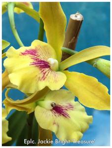 Enanthleya Jackie Bright