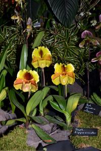 Paphiopedilum Lippewunder