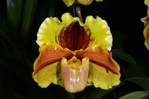 Paphiopedilum Lippewunder