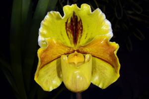 Paphiopedilum Lippewunder