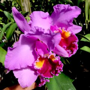 Cattleya Spring