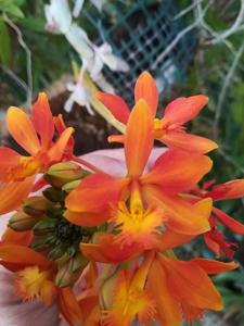 Epidendrum Star Valley