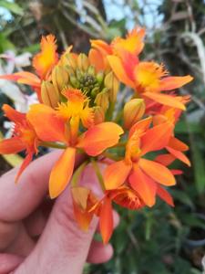 Epidendrum Star Valley