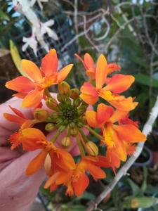 Epidendrum Star Valley