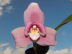 Lycaste Nagai International