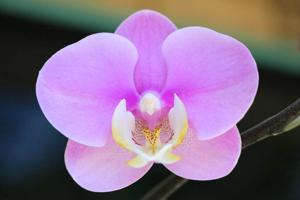 Phalaenopsis Schillo-Snow