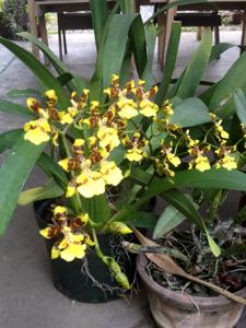 Oncidium Tai