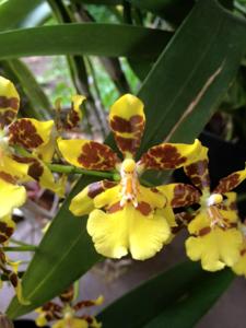 Oncidium Tai