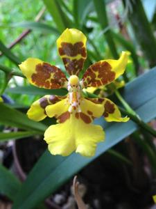 Oncidium Tai