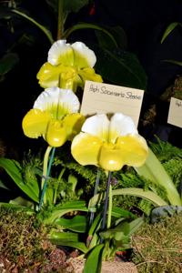 Paphiopedilum Sorcerer's Stone