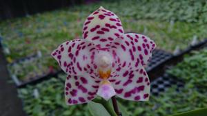 Phalaenopsis Zheng Min Zebra