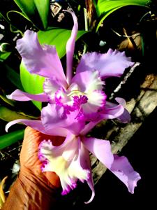 Rhyncholaeliocattleya Priscilla Howard