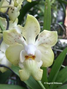 <i>Vanda</i> x <i>hebraica</i>