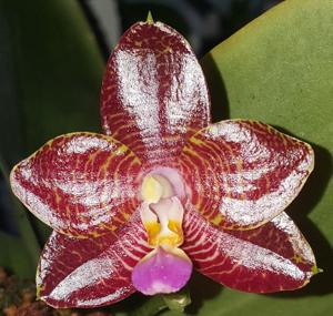 Phalaenopsis YangYang Prince