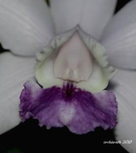 Cattleya Walkerinter