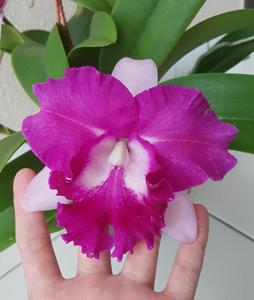 Rhyncholaeliocattleya Sa-Ngob Delight