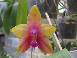 Phalaenopsis Mituo GH King Star