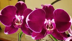 Phalaenopsis OX Spot Queen