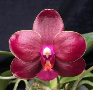 Phalaenopsis Pylo's Princess