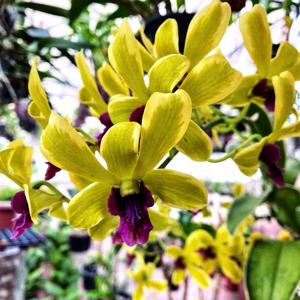 Dendrobium Watthana Gold