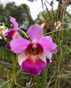 Papilionanthe Seletar Red Diamond