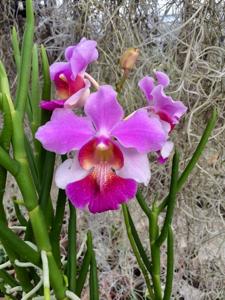 Papilionanthe Seletar Red Diamond