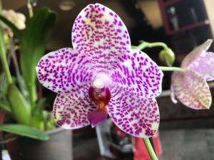 Phalaenopsis LD Gigan Sun