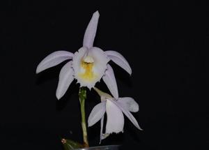 Pleione Ueli Wackernagel