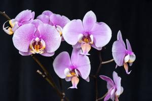 Phalaenopsis Lin's Genki